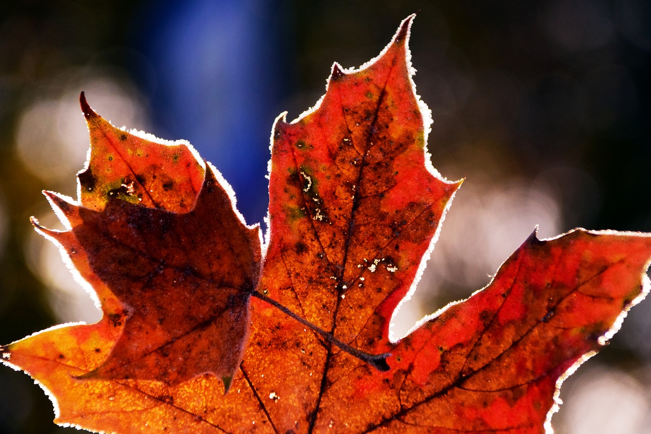 Image - leaves frost nature cold autumn