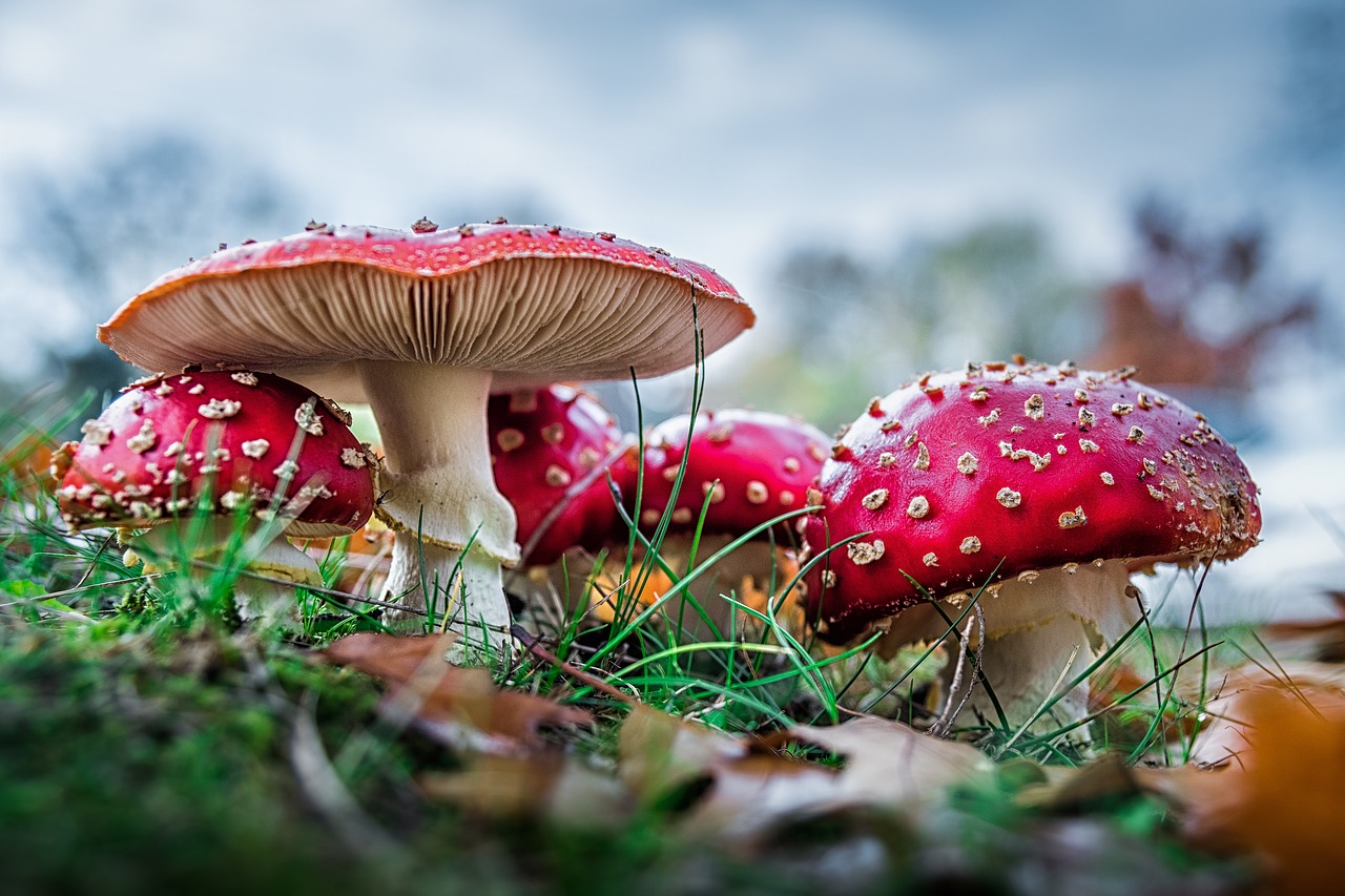 Image - matryoshka red fly agaric mushroom