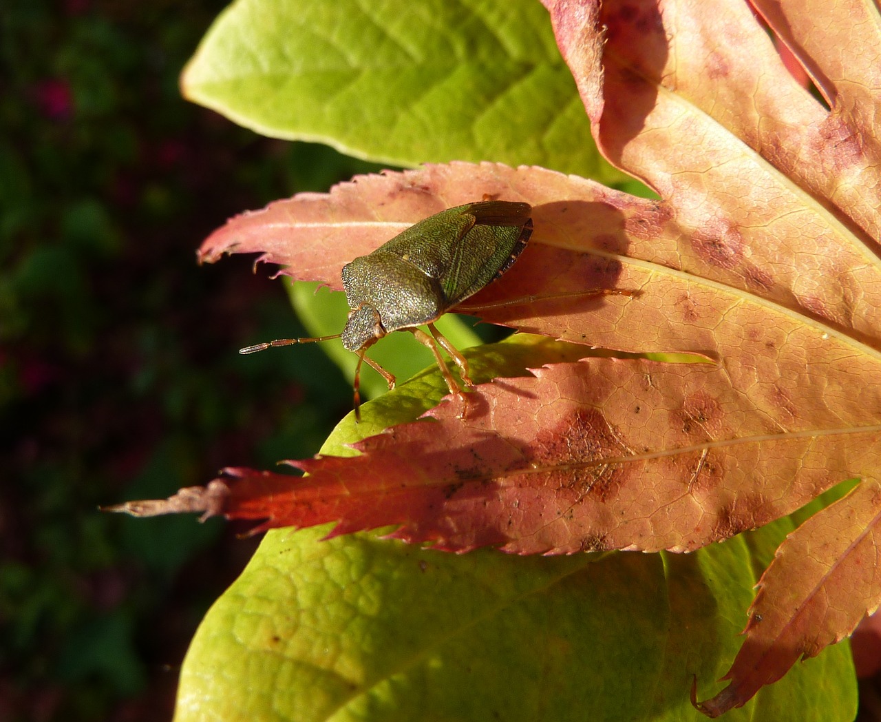 Image - insect bug shield bug beetle leaf