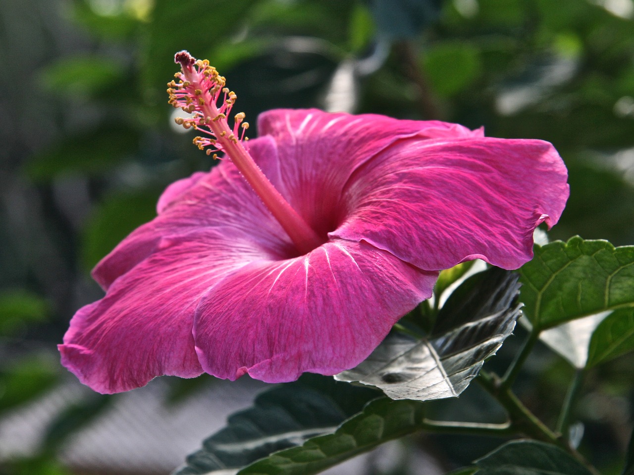 Image - hibiscus flower pink blossom