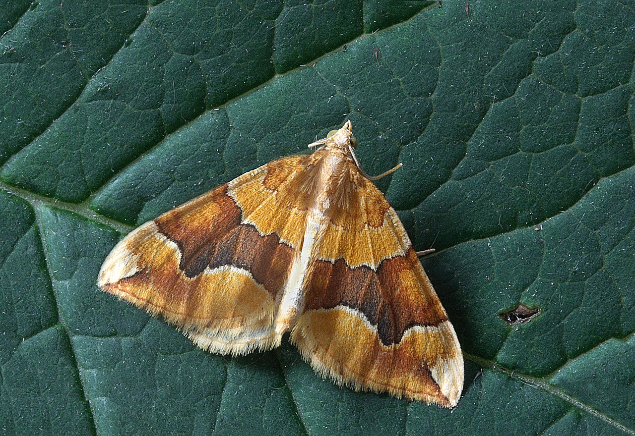 Image - moth close up nature insect macro