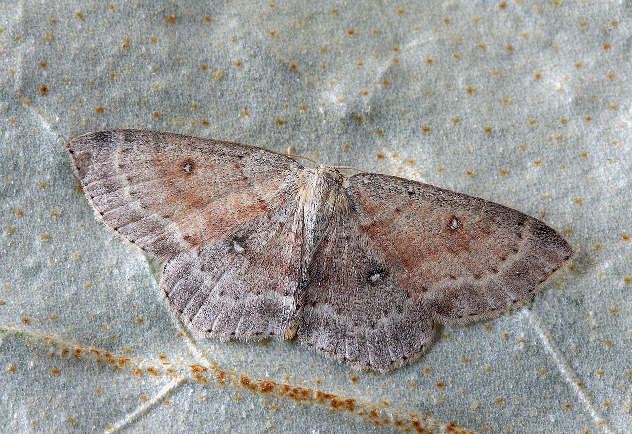 Image - moth close up nature insect macro