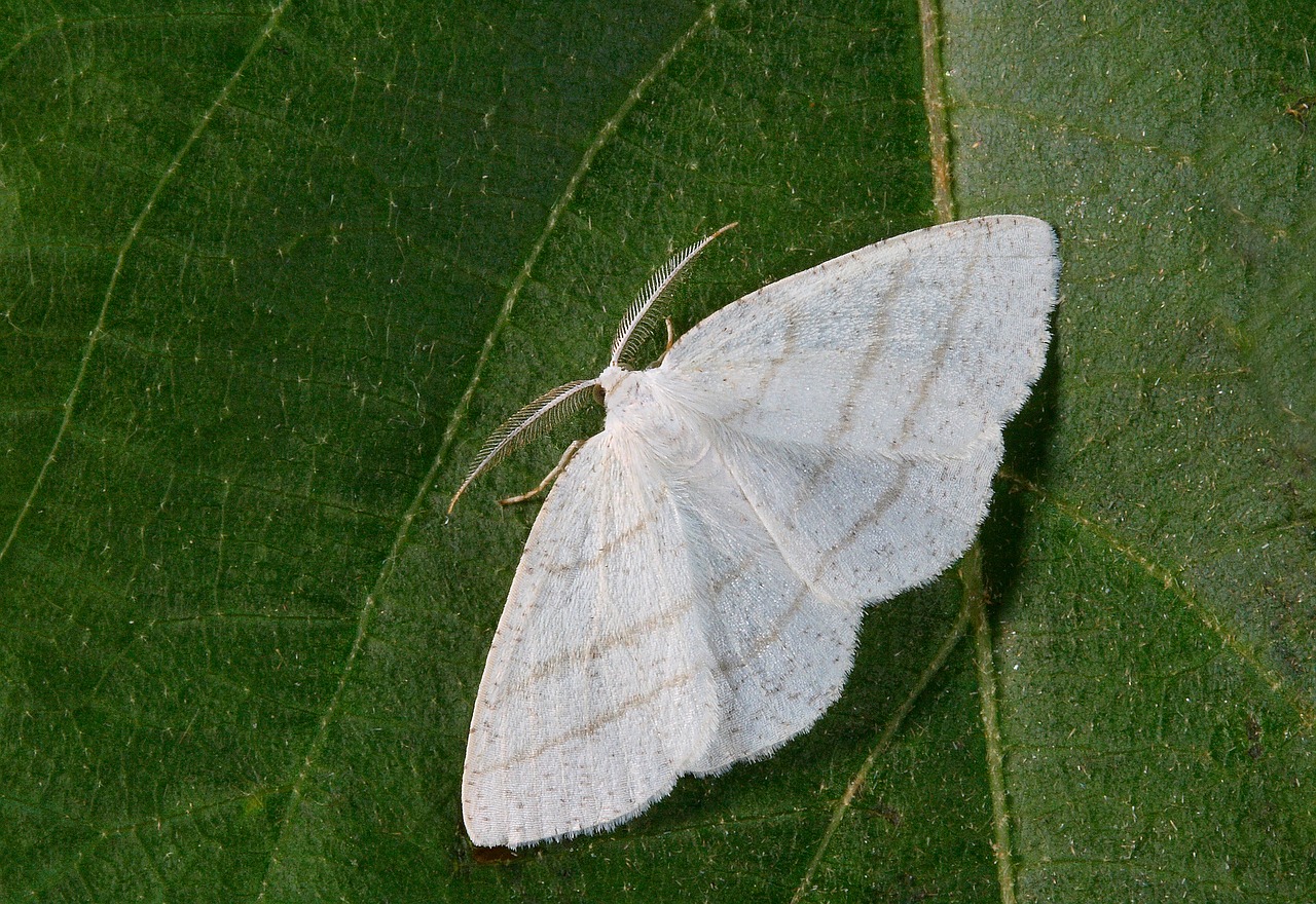 Image - moth close up nature insect macro