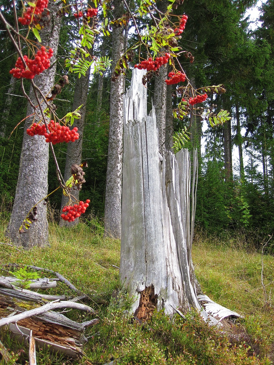 Image - autumn rowan log sorbus aucuparia