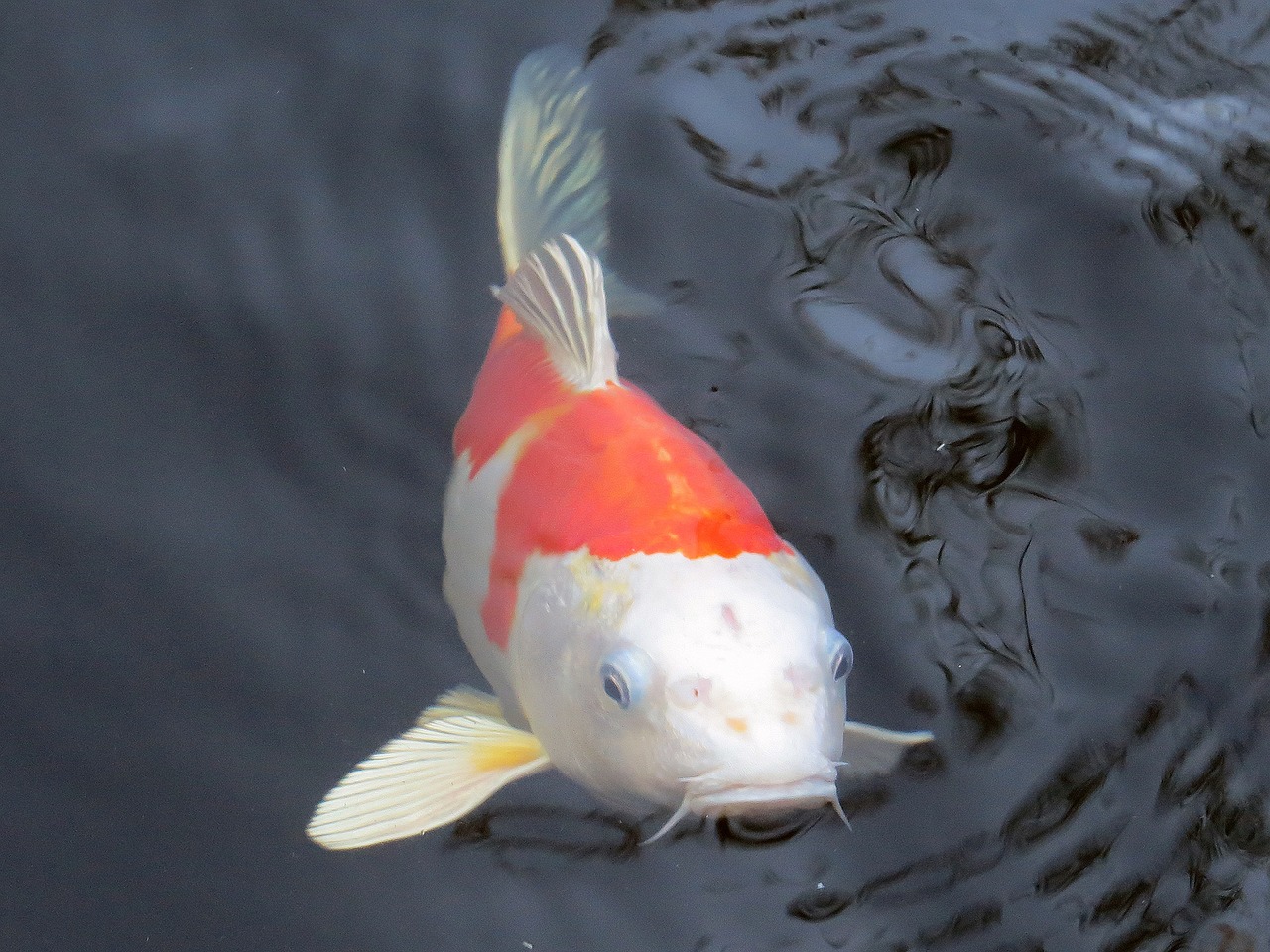 Image - koi koi carp fish pond water carp