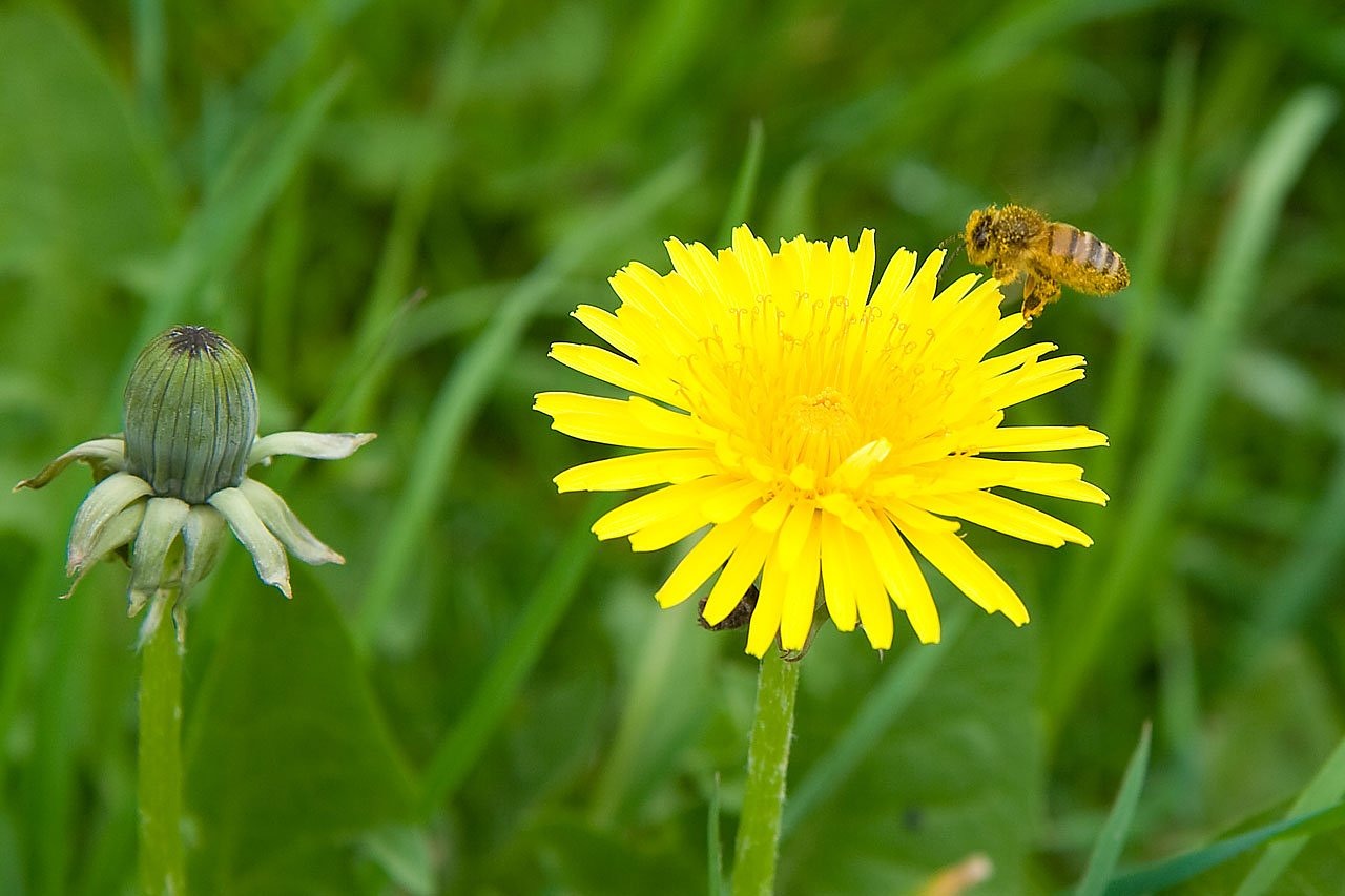 Image - dandelion flower blossom bloom