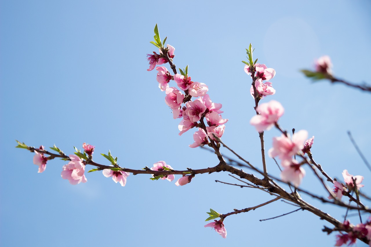 Image - sakura sky life plant greens