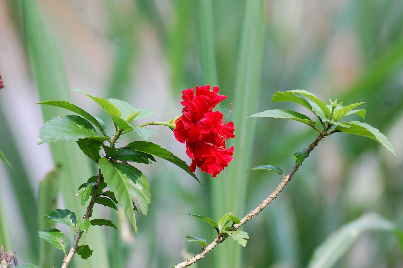 Image - flower camera red nature