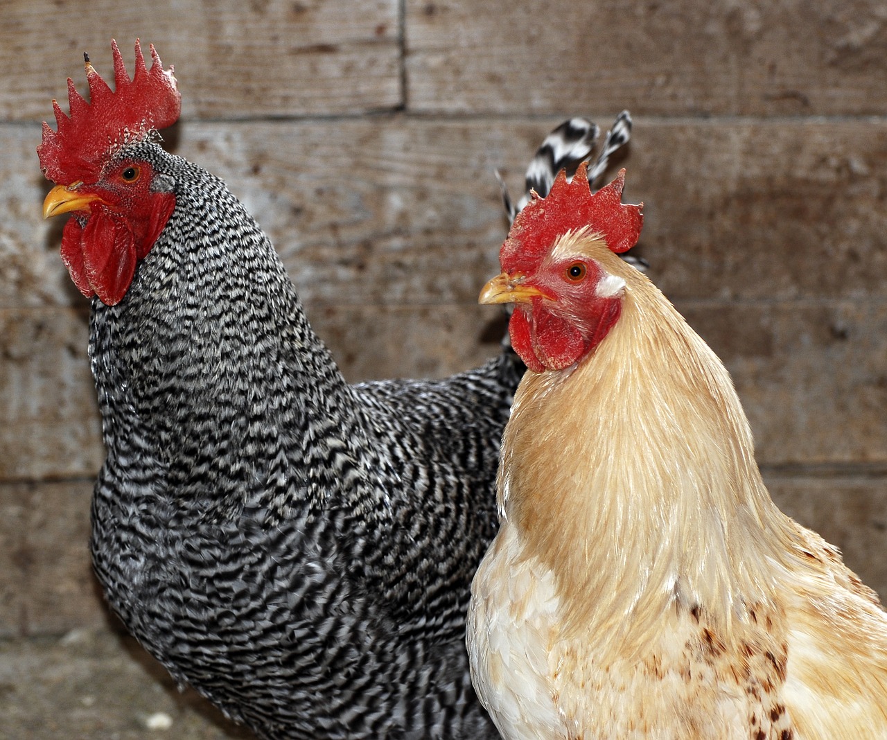 Image - chicken farm poultry hen rural