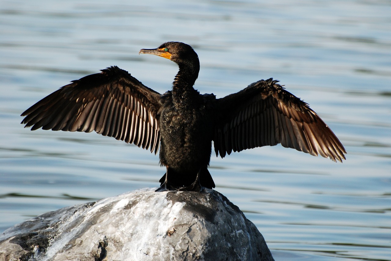 Image - cormorant bird wildlife nature