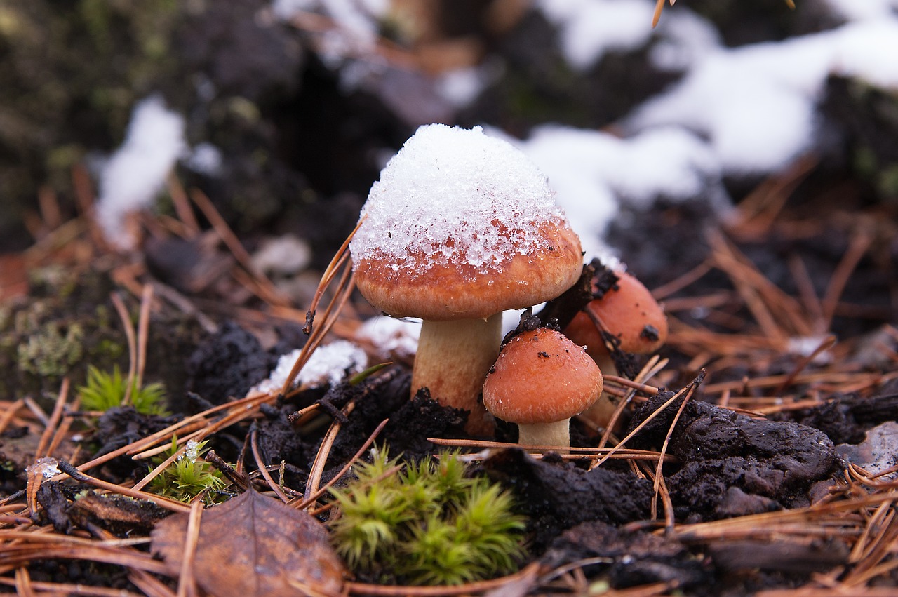 Image - the first snow mushrooms nature