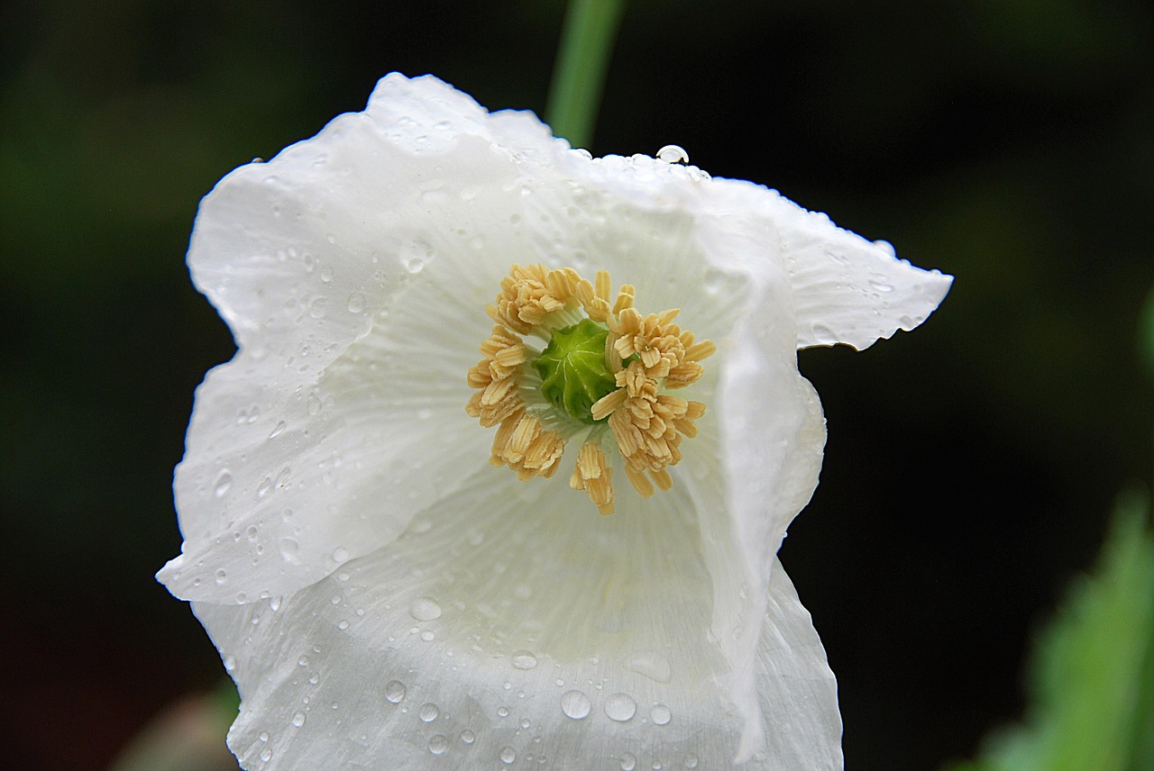 Image - blossom bloom poppy white close