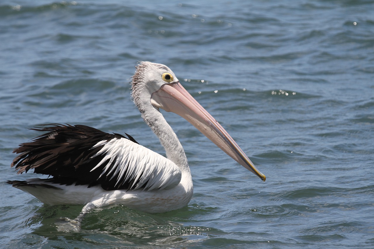 Image - australia pelican bird ocean swim