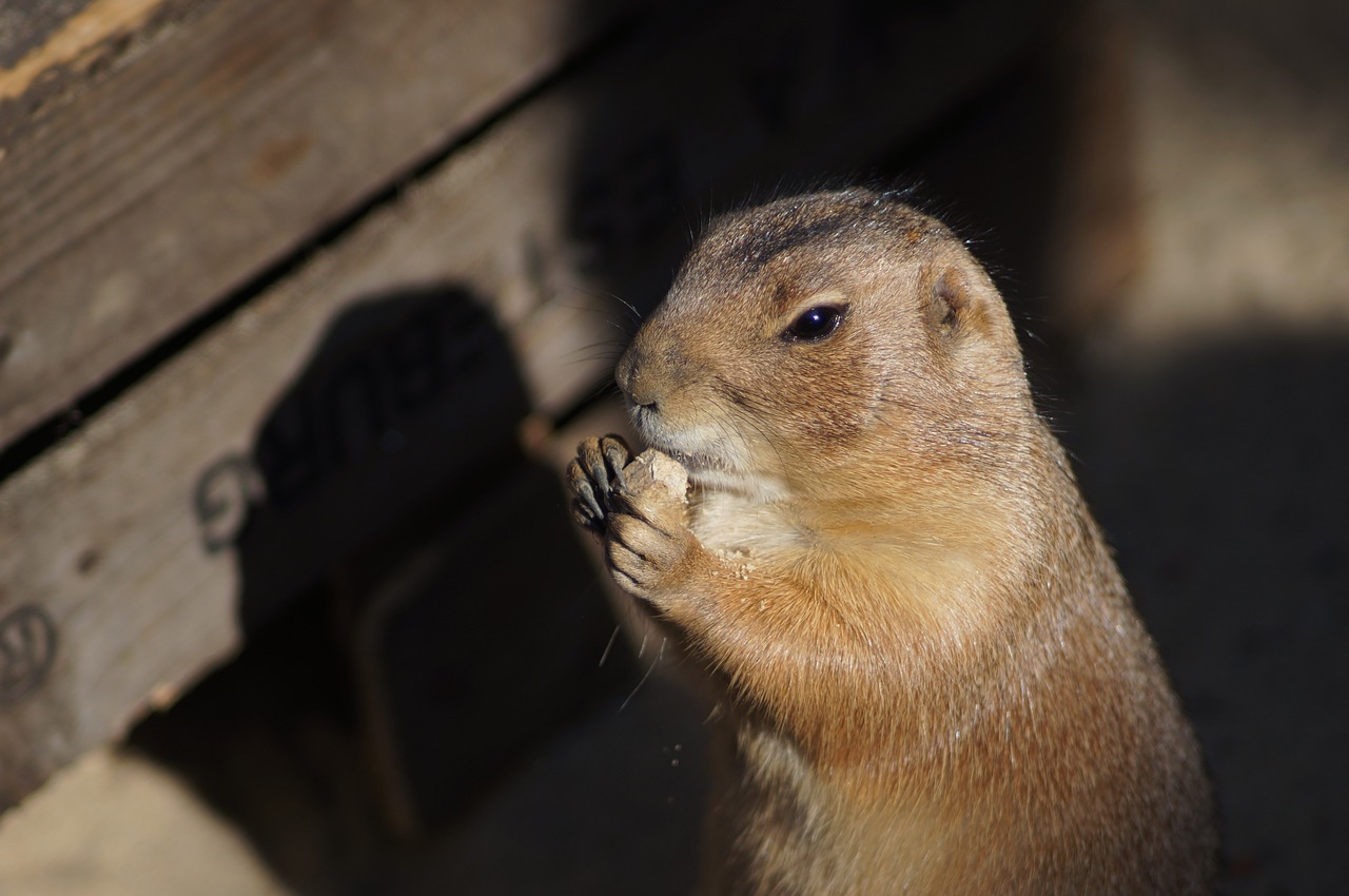 Image - chipmunk erd nut eat faune animal