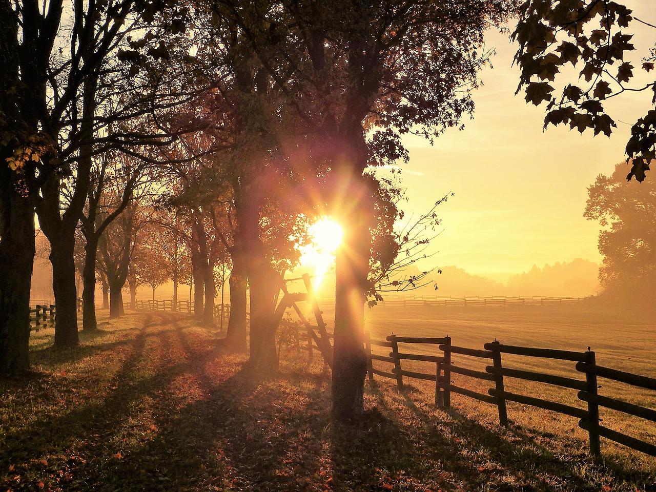 Image - autumn mood morning leaves fog