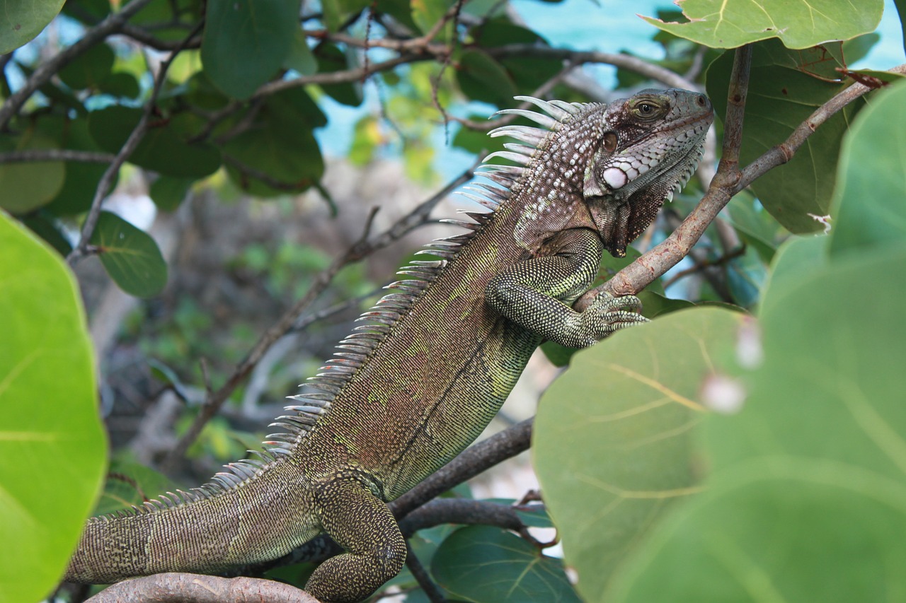 Image - iguana caribbean nature wildlife