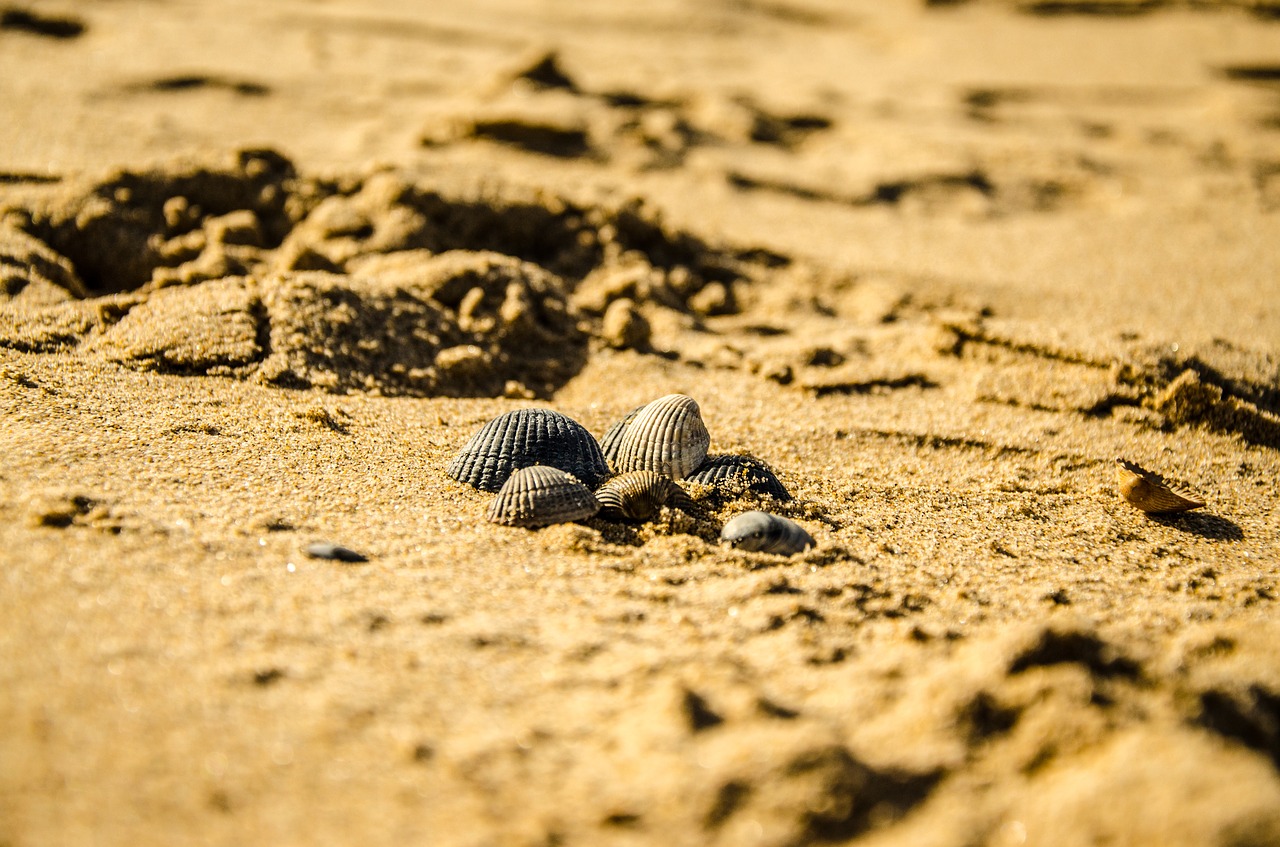 Image - beach nature seashell sand purity