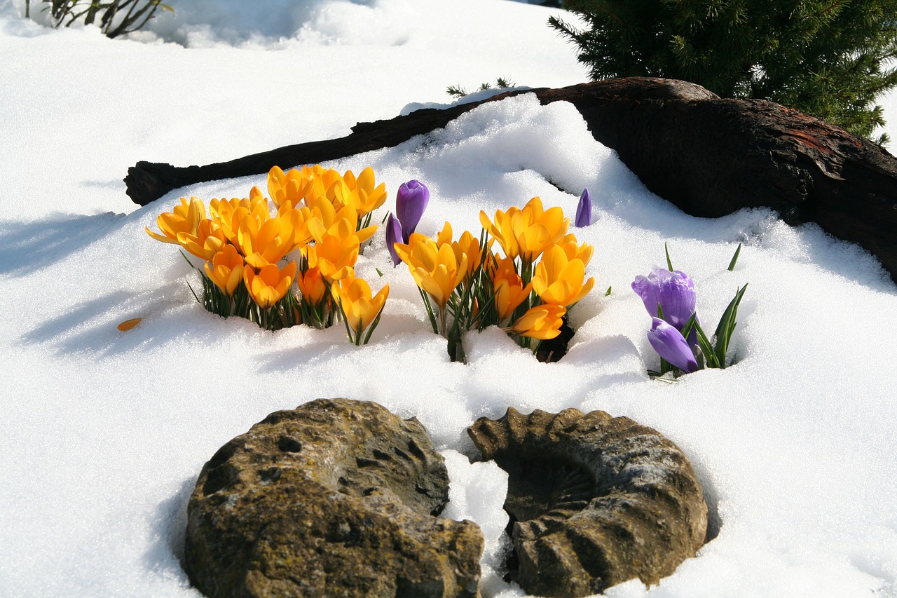 Image - flower winter crocus snowy wintry