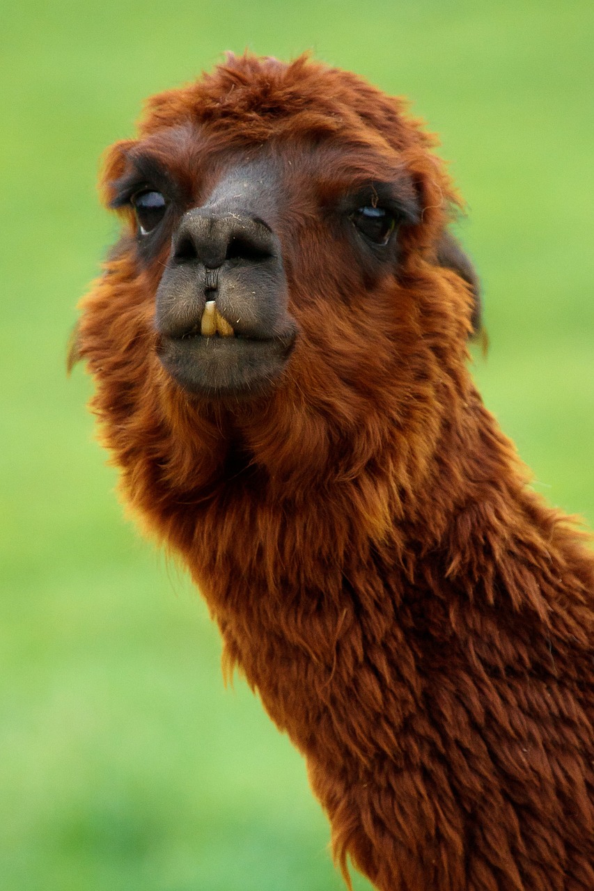 Image - alpaca animal bizarre brown