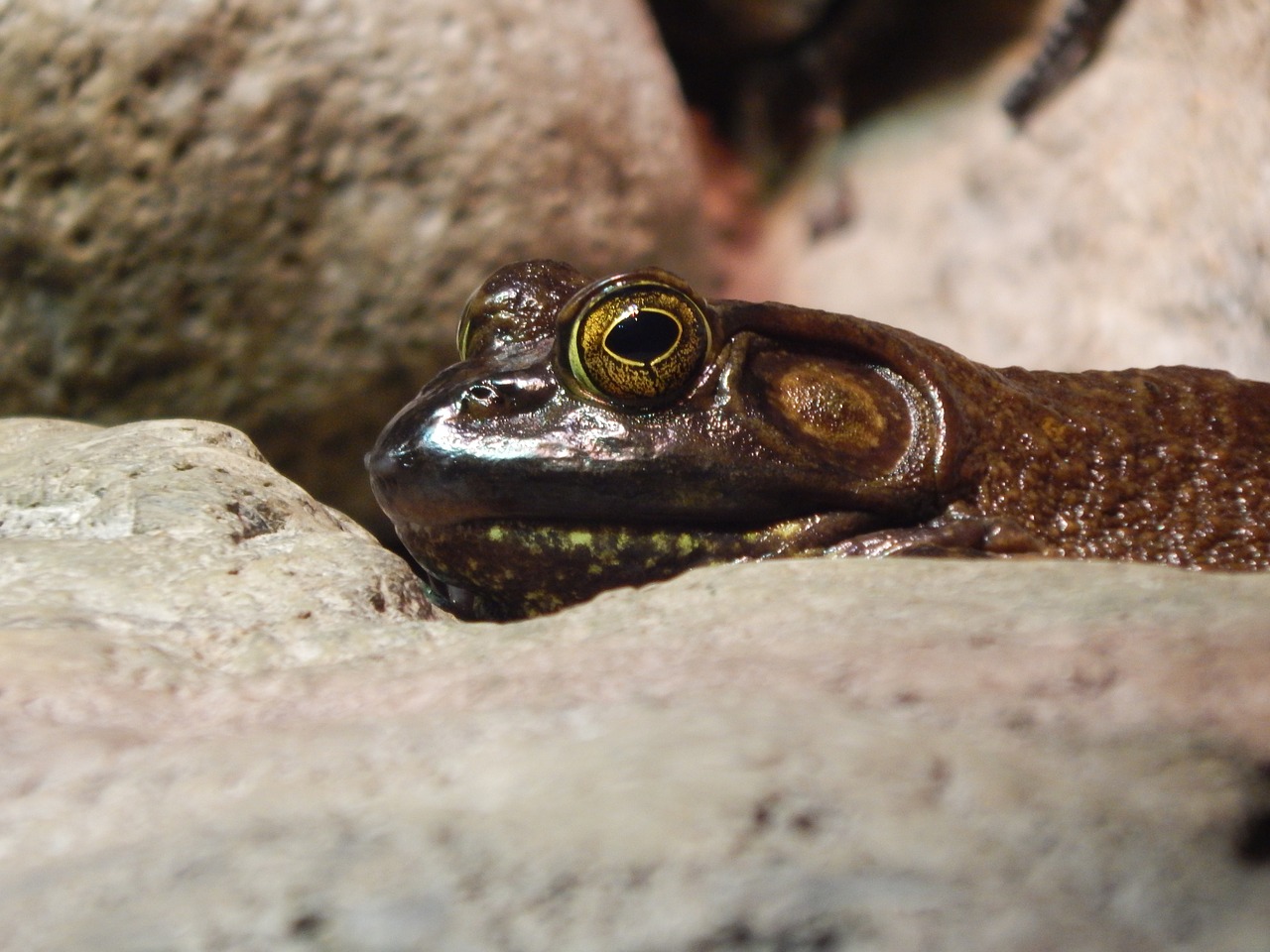 Image - frog eyes reptile