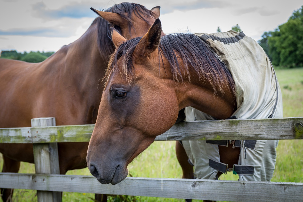 Image - horse horse portrait equine