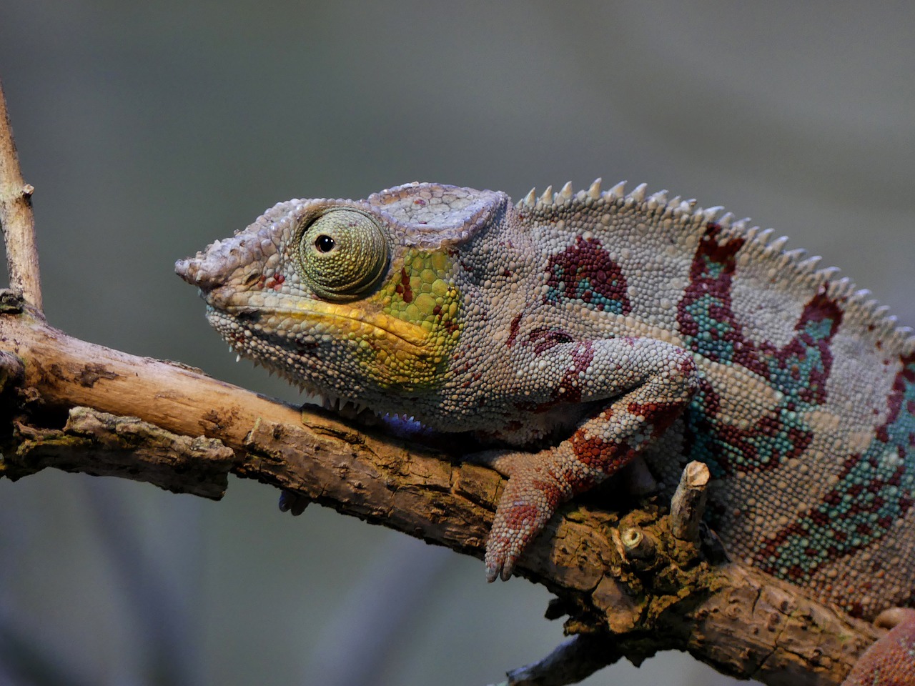 Image - chameleon animal lizard nature zoo