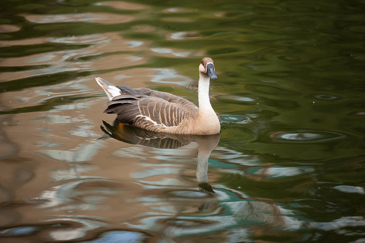 Image - suhonos anser cygnoides