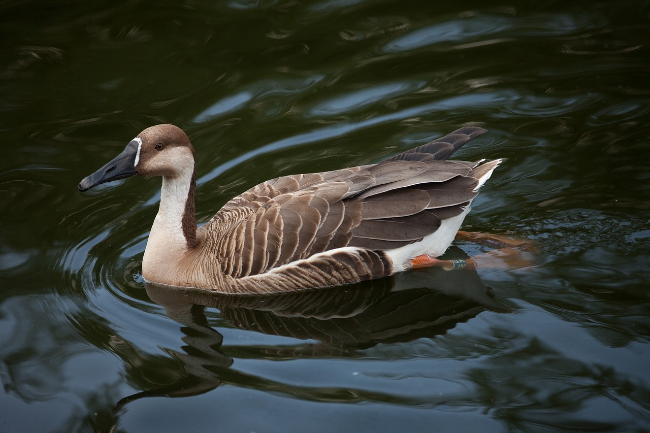 Image - suhonos anser cygnoides