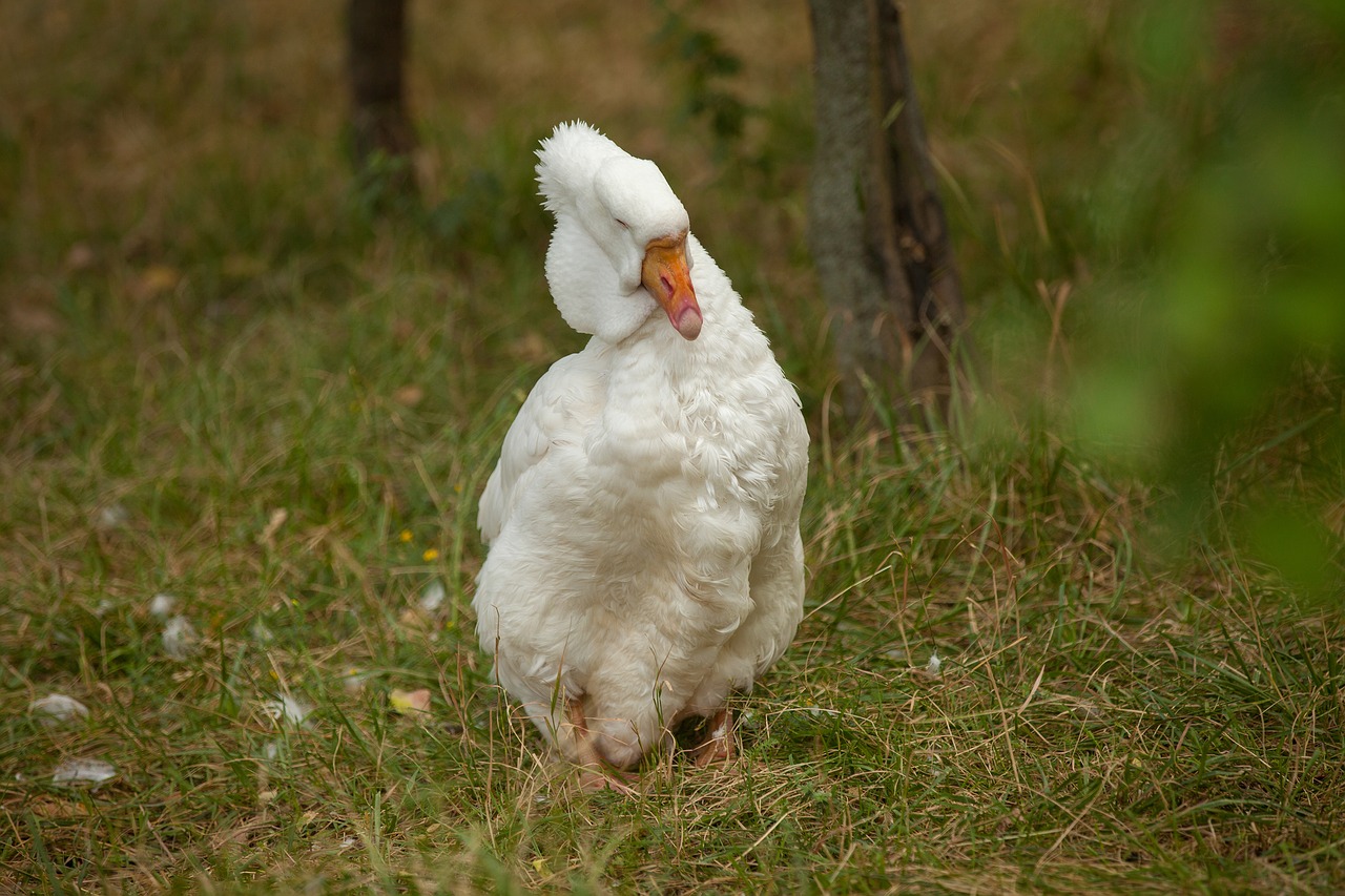 Image - white goose moscow zoo grass green
