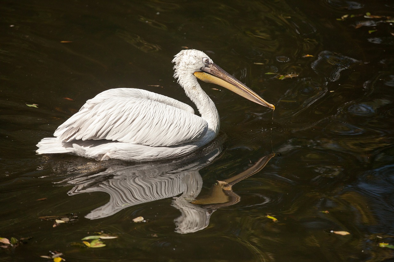 Image - dalmatian pelican anguila anguila