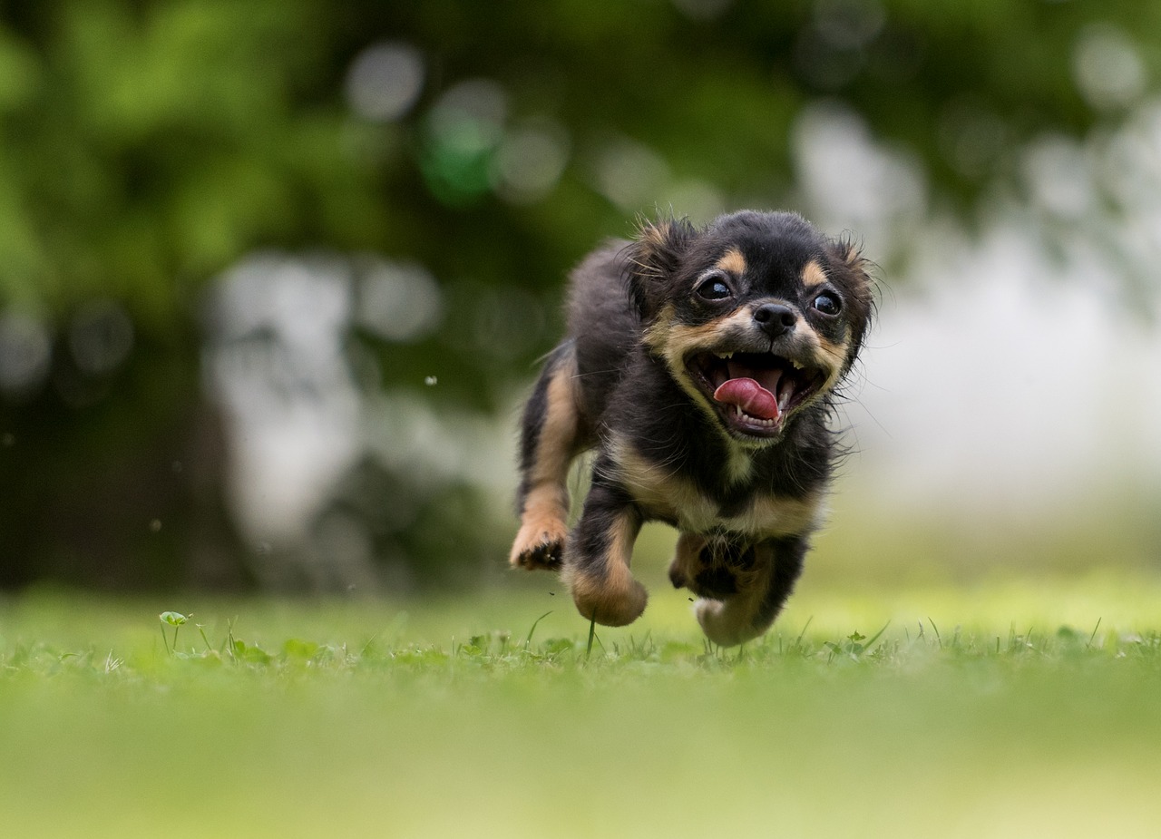 Image - dog action sweet animal dog plays