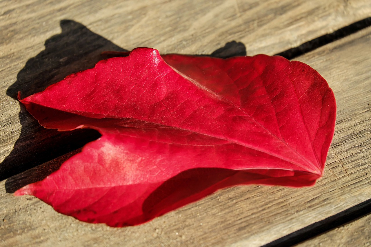 Image - autumn autumn leaf leaves