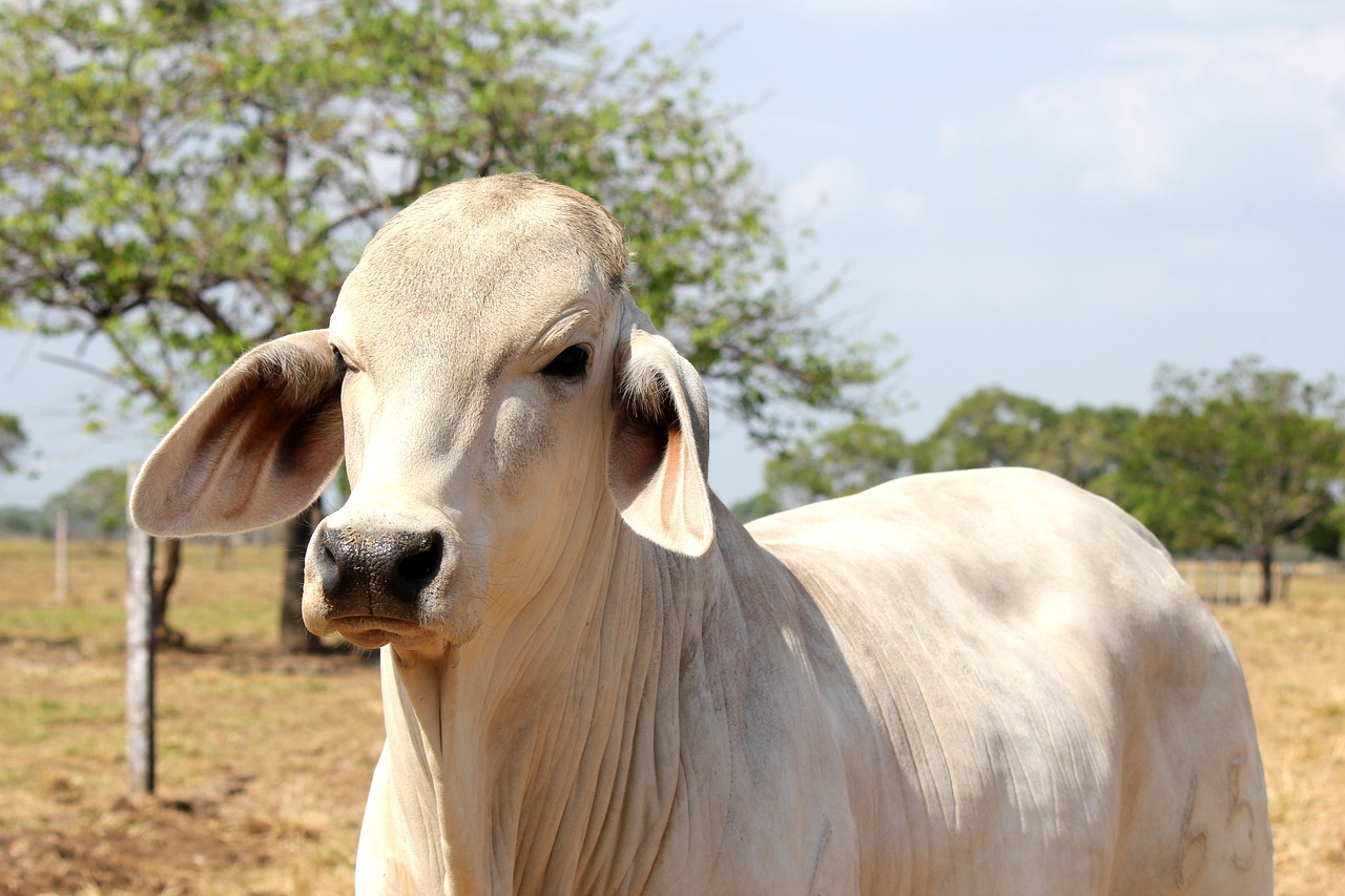 Image - livestock bovine animal farm