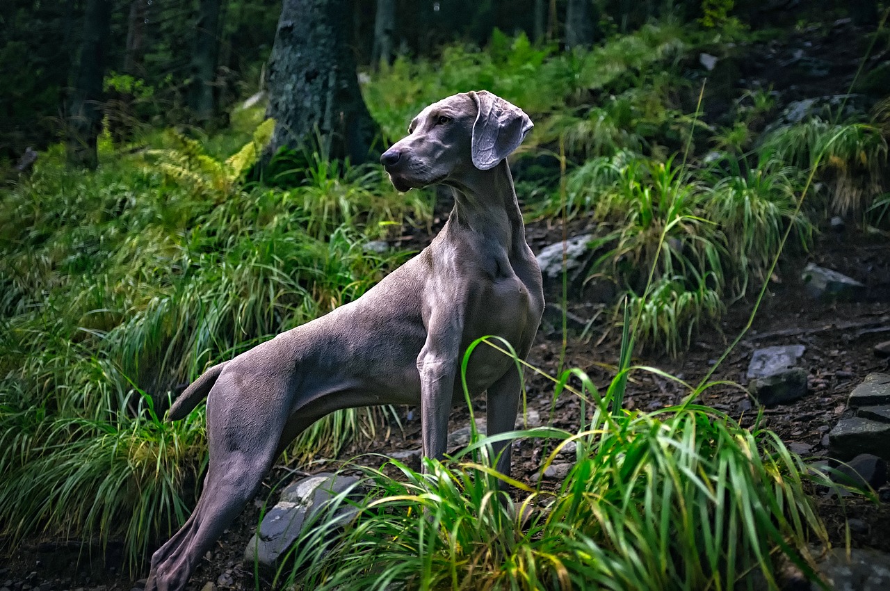 Image - weimaraner dog pet majestic grey