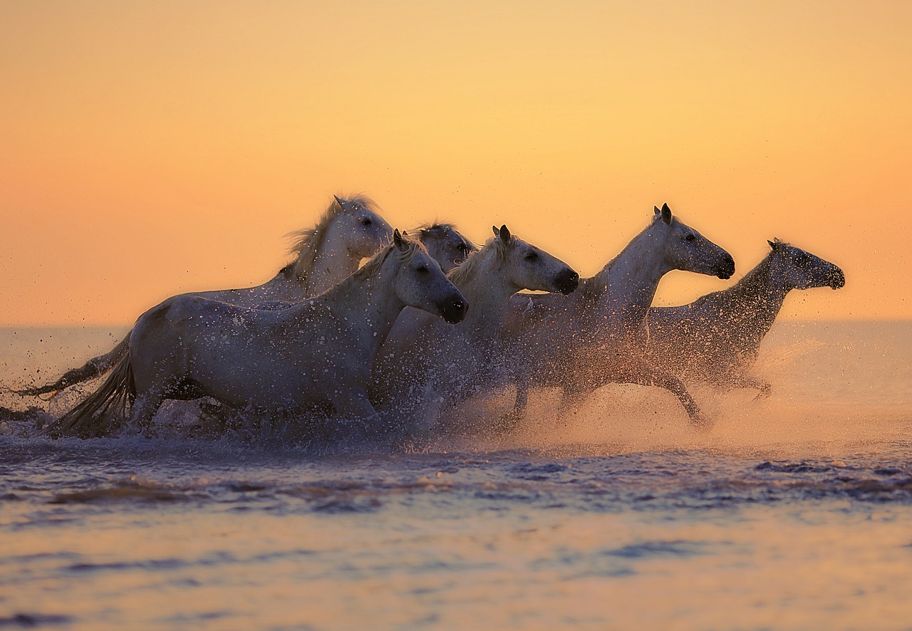 Image - horses herd water animals