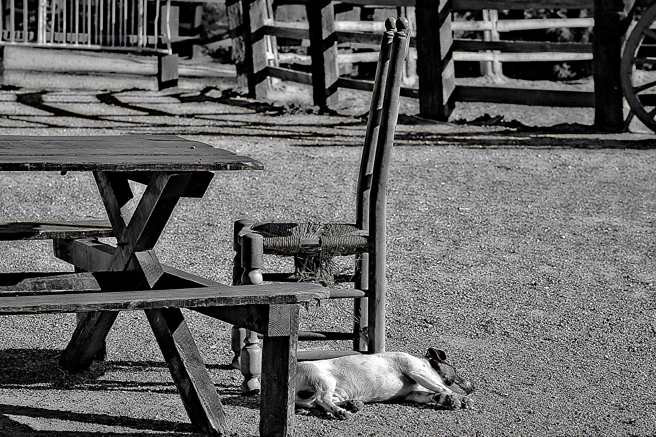 Image - dog stable outside chair table