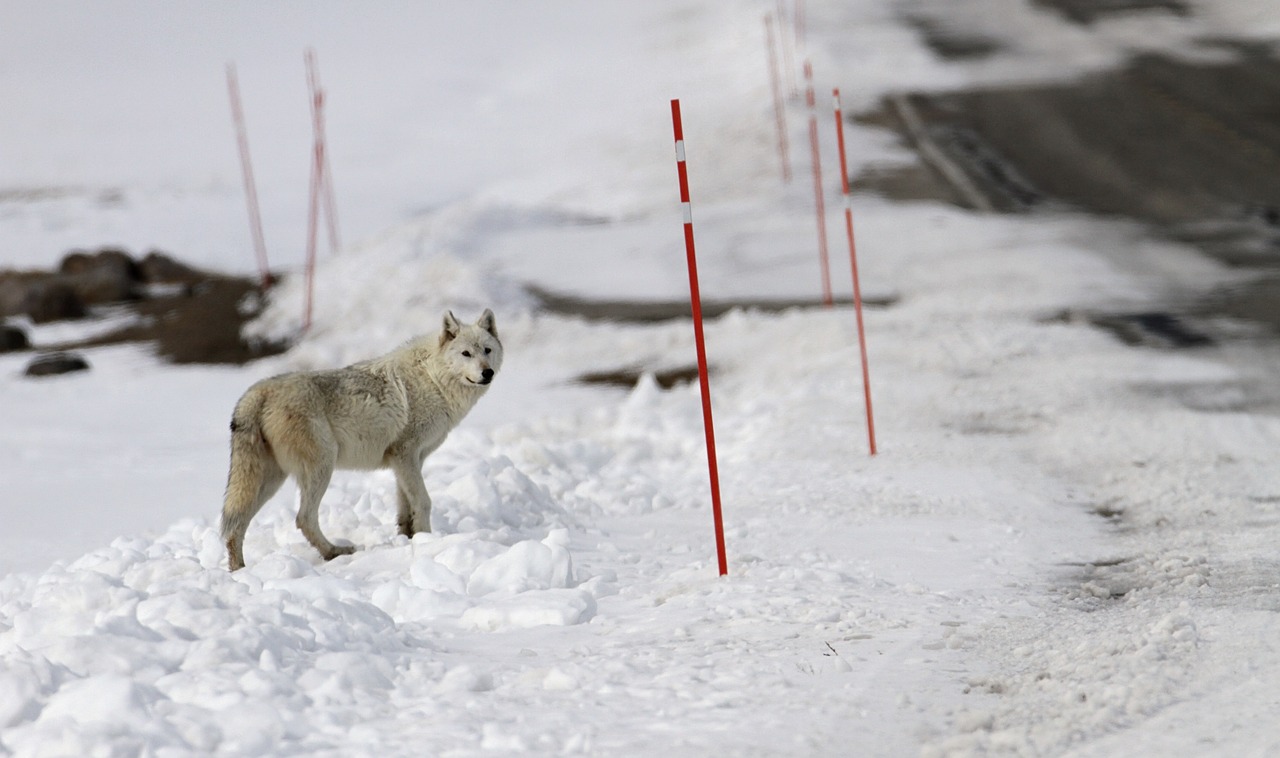 Image - wolf lone predator snow wildlife