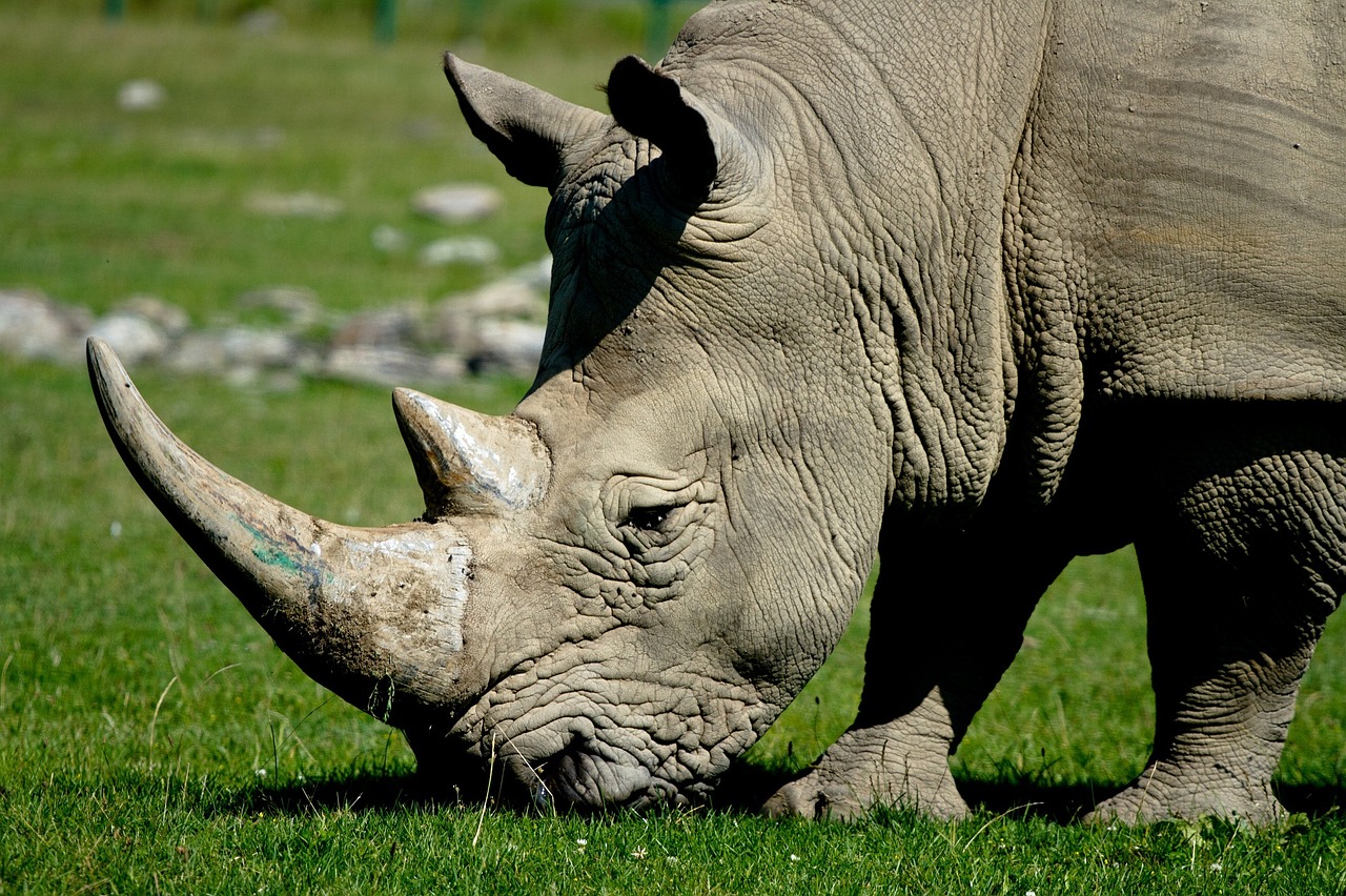 Image - rhinoceros head wildlife nature