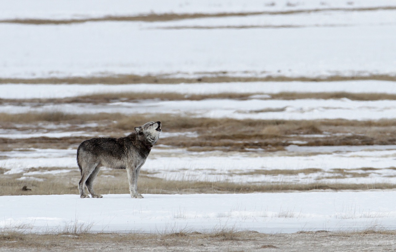 Image - wolf howling lone predator snow