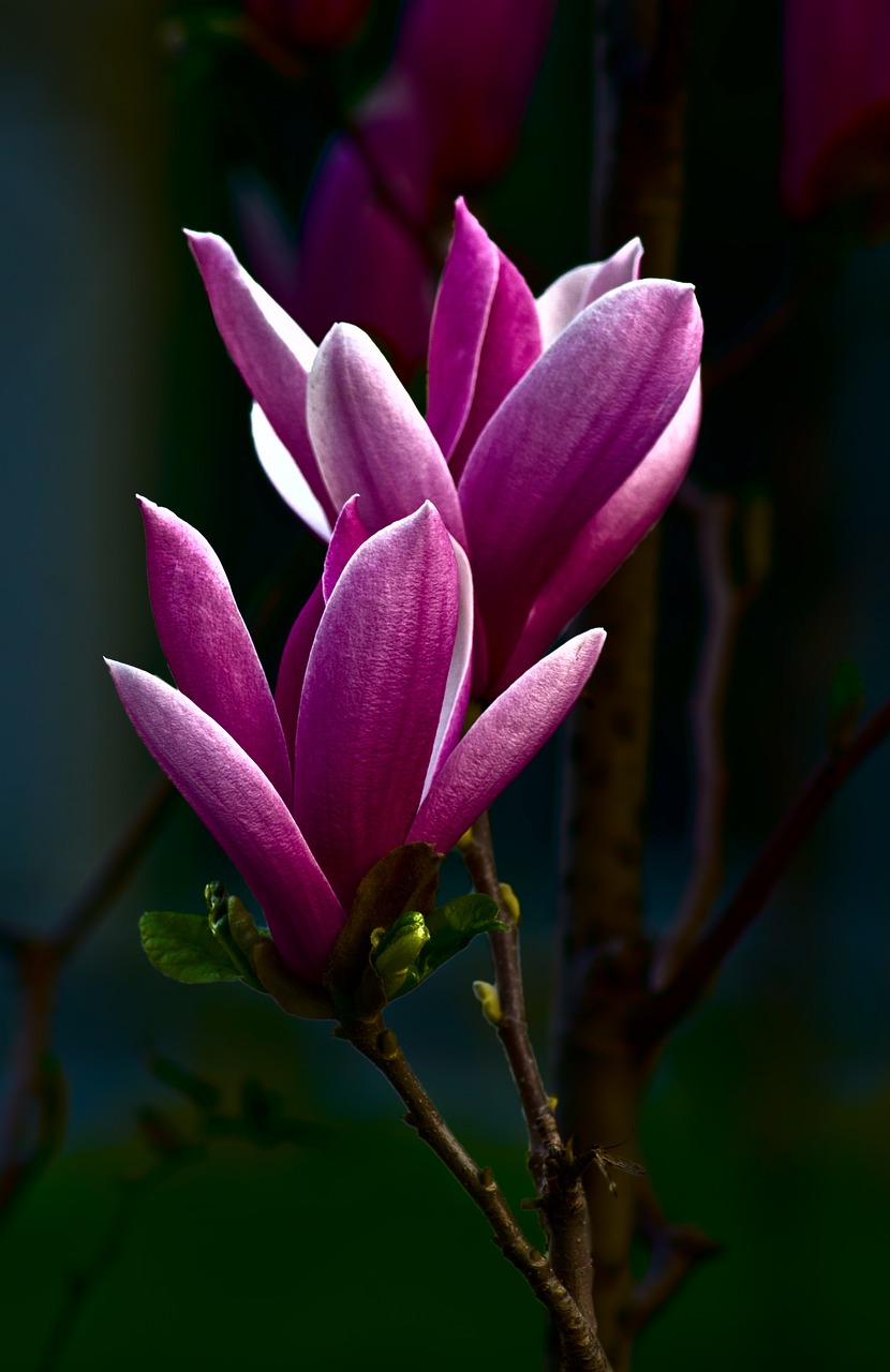 Image - magnolia beautiful flowers pink