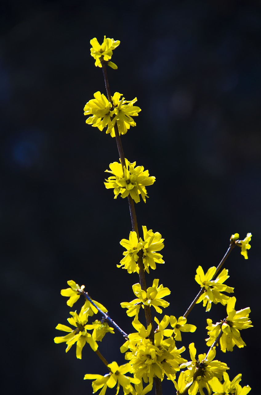 Image - forsythia bush spring beautiful