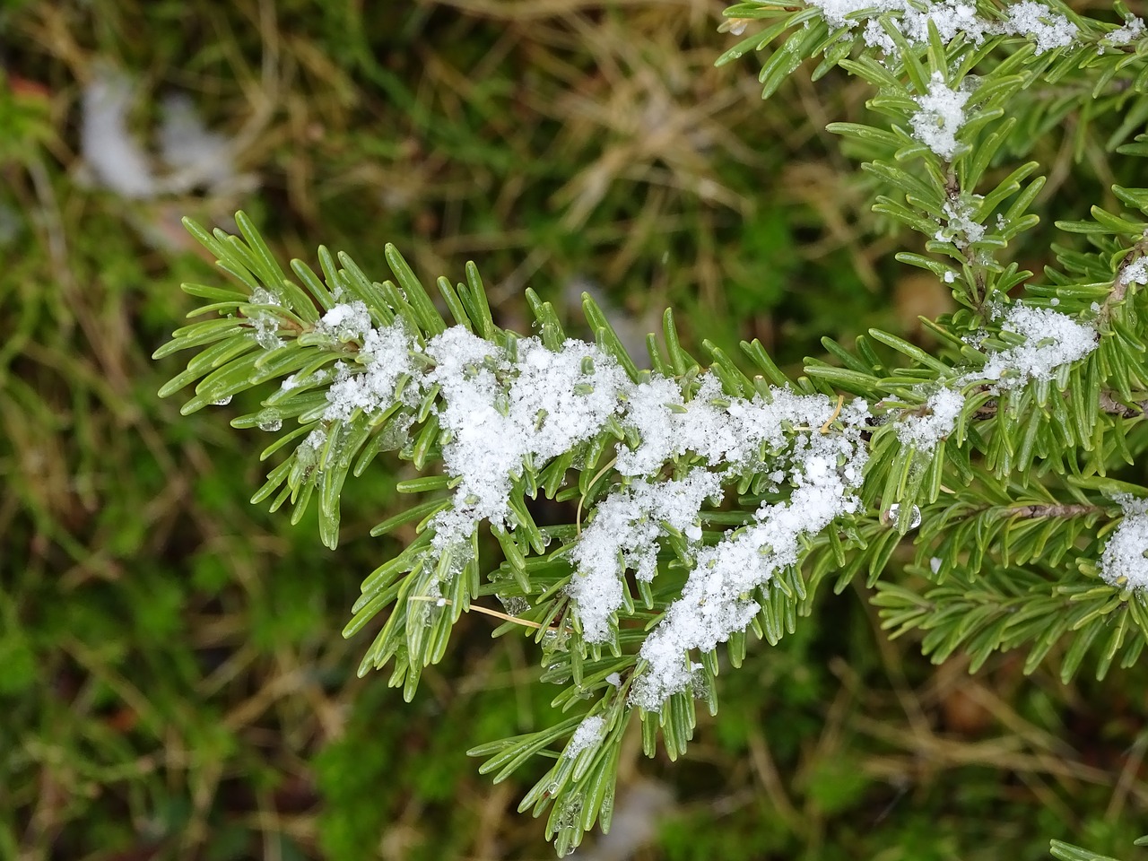 Image - evergreen snow melting nature