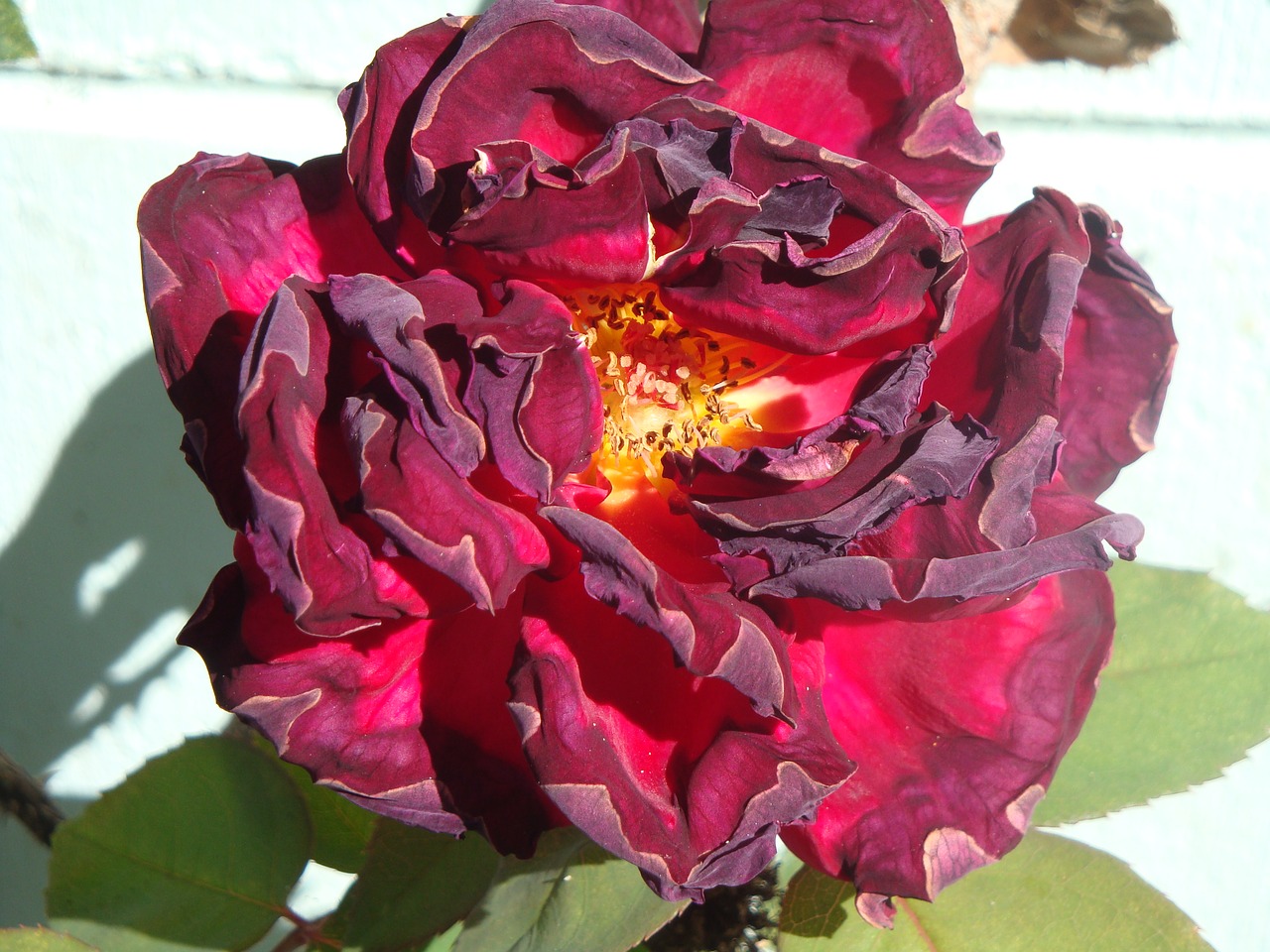 Image - rose flower blossom bloom red