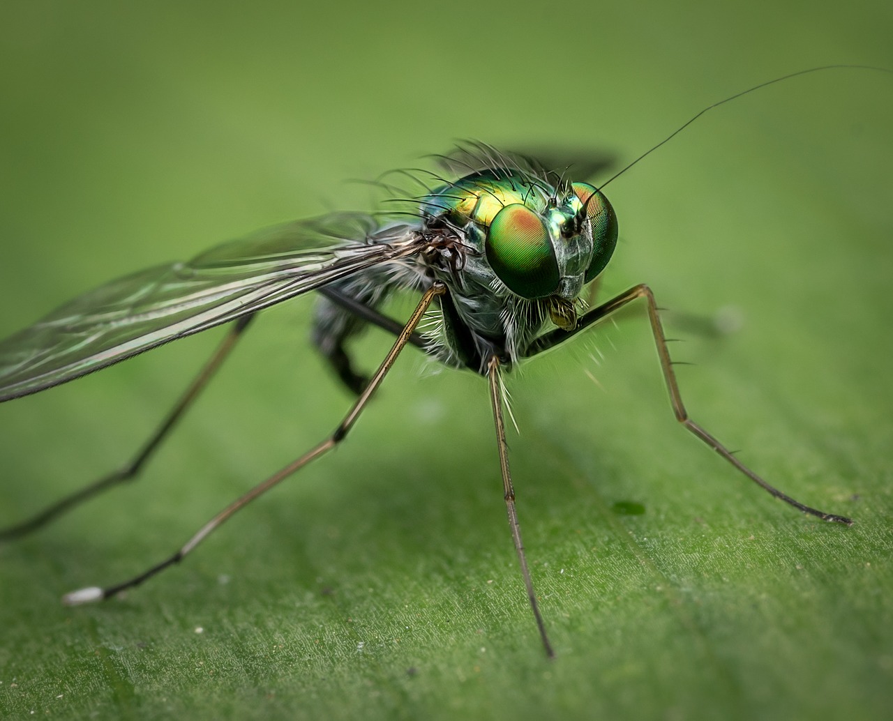 Image - macro fly nature insect bug green