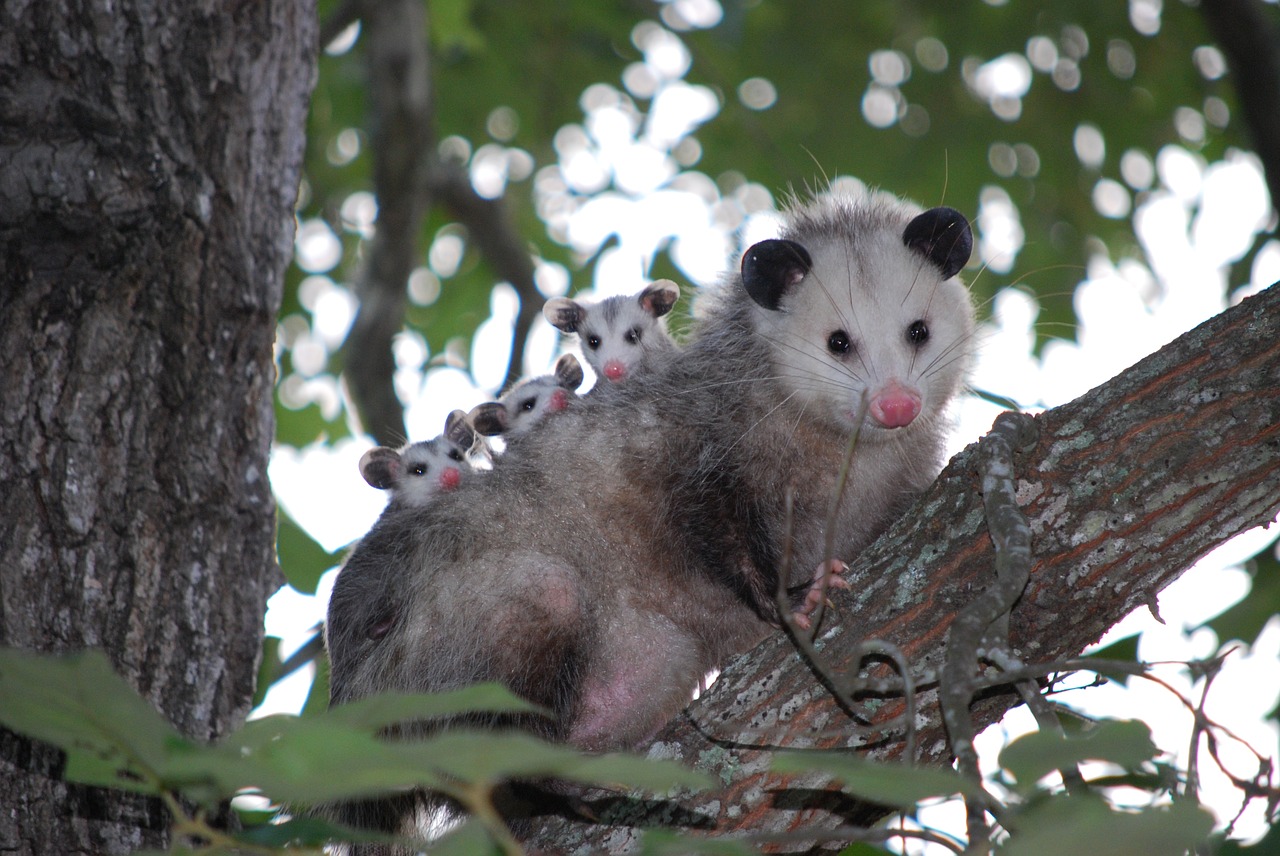 Image - possum opossum animal young wild