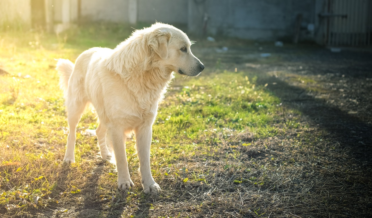 Image - dog friend puppy animal cute