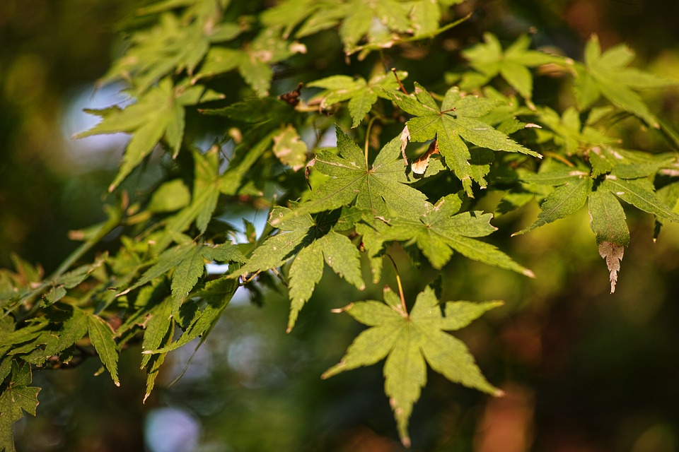 Image - maple autumn wood leaf