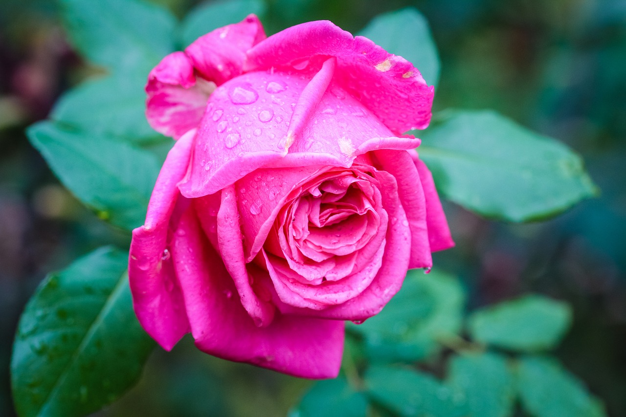 Image - flora rose drops plants pink