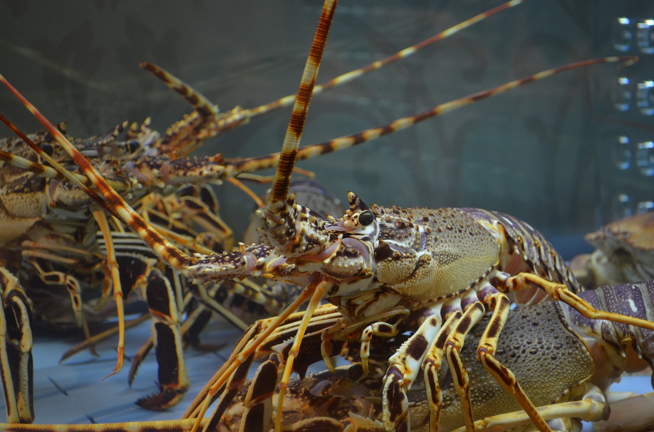 Image - lobster food fish crustaceans