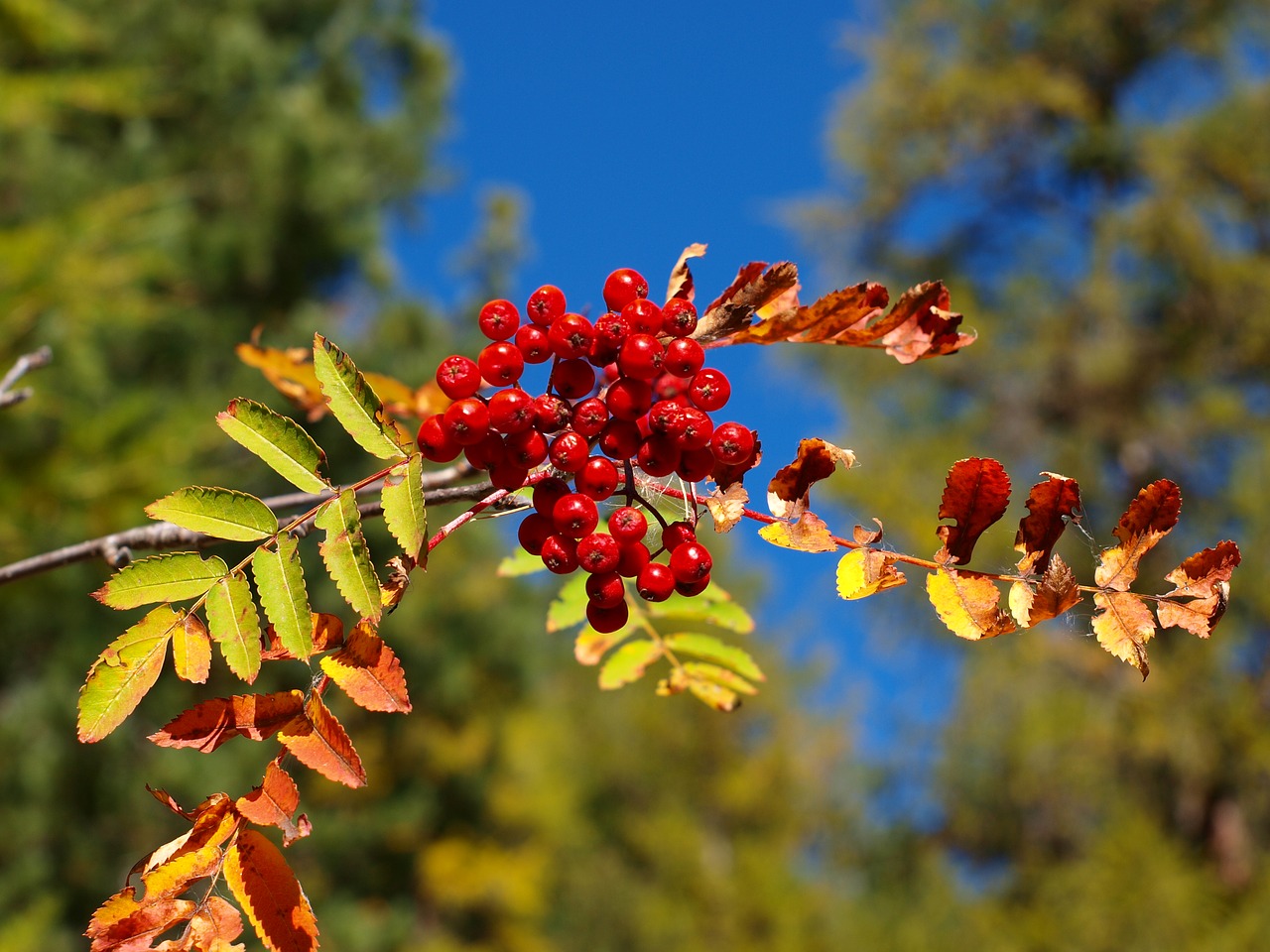 Image - plant berry swiss alps rowan tree